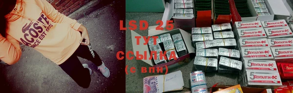 шишки Новодвинск